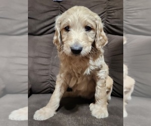 Goldendoodle-Poodle (Standard) Mix Puppy for Sale in ROSCOE, Illinois USA