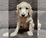 Small Photo #1 Goldendoodle-Poodle (Standard) Mix Puppy For Sale in ROSCOE, IL, USA