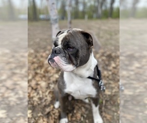 Mother of the Olde English Bulldogge puppies born on 10/29/2022