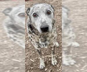 Texas Heeler-Unknown Mix Dogs for adoption in Visalia, CA, USA