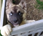 Puppy Drew Akita-Siberian Husky Mix