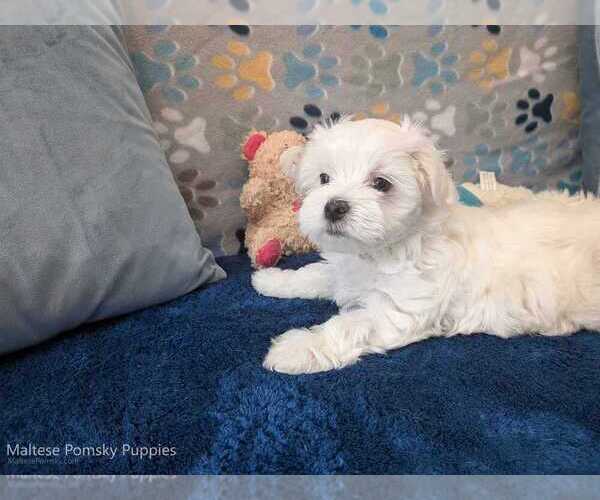 Medium Photo #13 Maltese Puppy For Sale in OCALA, FL, USA