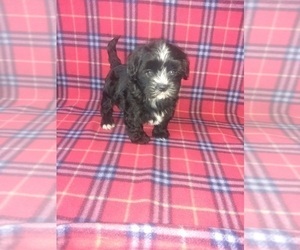 Yorkshire Terrier Puppy for sale in LAPEER, MI, USA