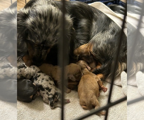 Medium Photo #1 Dachshund Puppy For Sale in THOMASVILLE, GA, USA