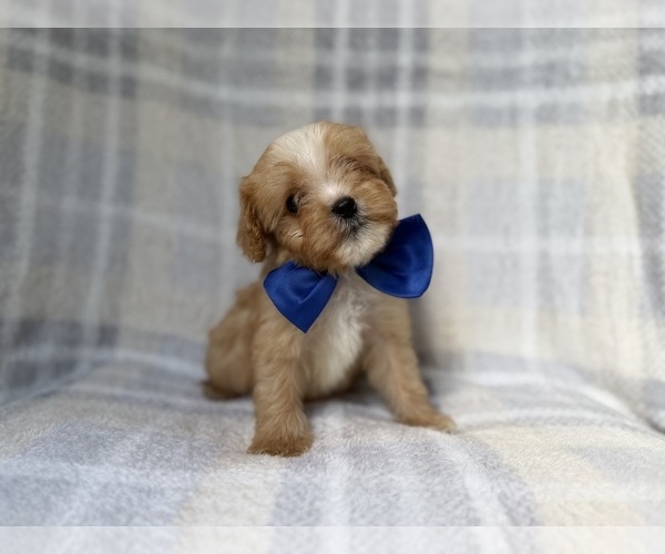 Medium Photo #7 Cavapoo (Miniature) Puppy For Sale in LAKELAND, FL, USA