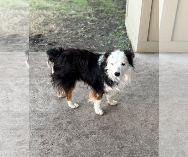Medium Photo #2 Australian Shepherd Puppy For Sale in Dallas, TX, USA