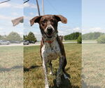 Small #15 Mountain Cur Mix