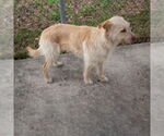 Small #2 Wheaten Terrier Mix