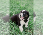 Small #2 Australian Shepherd