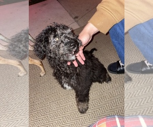 Bernedoodle Dogs for adoption in WOOSTER, OH, USA