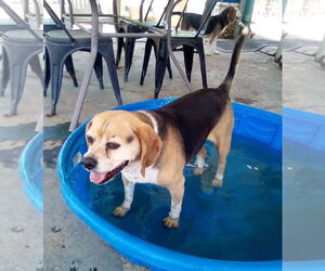 Puggle Dogs for adoption in Apple Valley, CA, USA