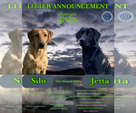 Small #2 Labrador Retriever