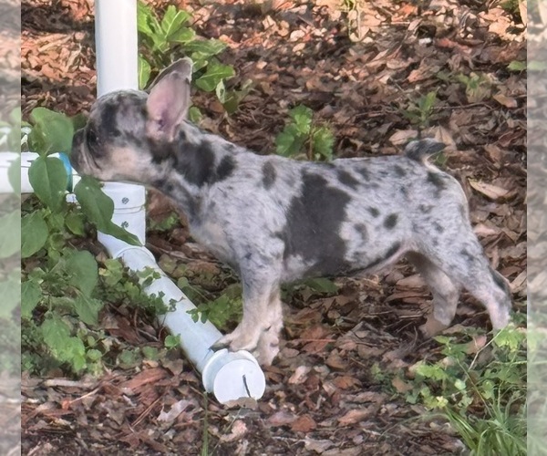 Medium Photo #7 French Bulldog Puppy For Sale in LAKE WALES, FL, USA