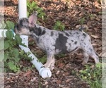 Small #6 French Bulldog