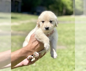 Golden Retriever Puppy for sale in DOTHAN, AL, USA