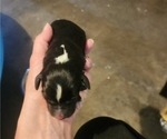 Image preview for Ad Listing. Nickname: Litter of 11