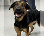 Small #3 Rottweiler Mix