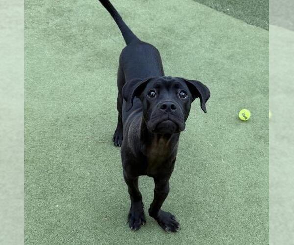 Medium Photo #3 Boxer-Unknown Mix Puppy For Sale in San Diego, CA, USA