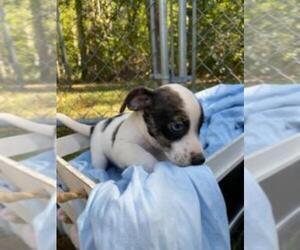 Jack Russell Terrier Puppy for sale in COURTLAND, VA, USA