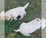 Small Photo #24 Labrador Retriever Puppy For Sale in OLYMPIA, WA, USA