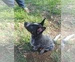 Small Photo #4 Australian Cattle Dog Puppy For Sale in SYLMAR, CA, USA