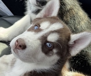 Medium Siberian Husky