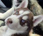 Puppy Puppy 2 Siberian Husky