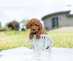 Small Photo #2 Goldendoodle (Miniature) Puppy For Sale in WARSAW, IN, USA