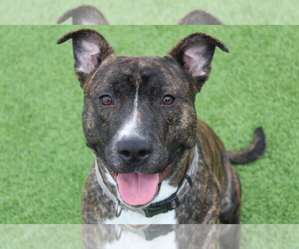 Medium Photo #3 Mutt Puppy For Sale in Chestertown, MD, USA