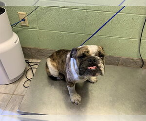 Bulldog-Unknown Mix Dogs for adoption in Grand Prairie, TX, USA