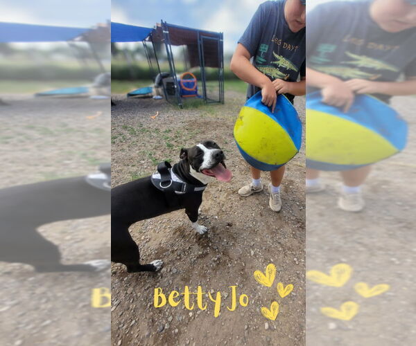 Medium Photo #9 Mutt Puppy For Sale in Monte Vista, CO, USA