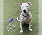 Small #5 American Pit Bull Terrier Mix