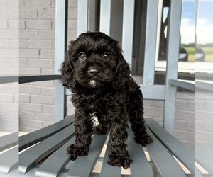 Cavapoo Puppy for sale in FRANKLIN, IN, USA