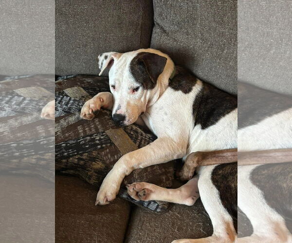Medium Photo #18 American Pit Bull Terrier-Unknown Mix Puppy For Sale in Germantown, OH, USA