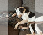 Small #17 American Pit Bull Terrier Mix