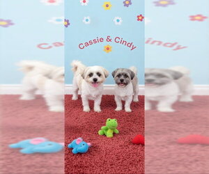 Cassie & Cindy - Female Shih Tzu Dog for Adoption - Photo #5