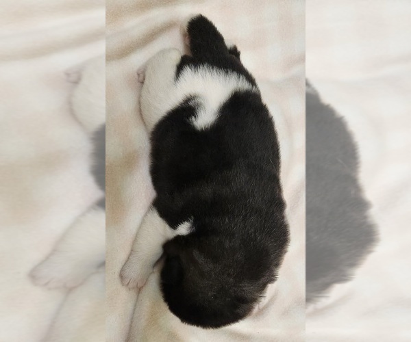 Medium Photo #3 Akita Puppy For Sale in LAKEBAY, WA, USA
