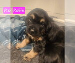 Small #3 Coonhound Mix