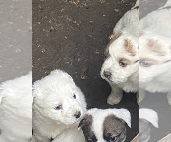 Medium Photo #9 Great Pyrenees Puppy For Sale in WOODLAND, WA, USA