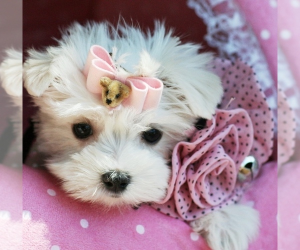 Medium Photo #15 Maltese Puppy For Sale in TAMPA, FL, USA