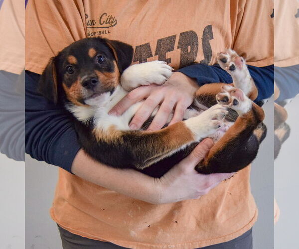 Medium Photo #5 Bagle Hound Puppy For Sale in Huntley, IL, USA