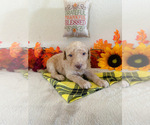 Small Photo #3 Poodle (Standard) Puppy For Sale in LITTLEROCK, CA, USA