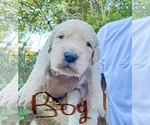 Puppy Boy 1 Goldendoodle
