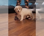 Small Photo #4 Great Pyrenees Puppy For Sale in SPRINGFIELD, MO, USA