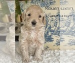 Small Photo #17 Australian Labradoodle Puppy For Sale in WASHINGTON, NC, USA