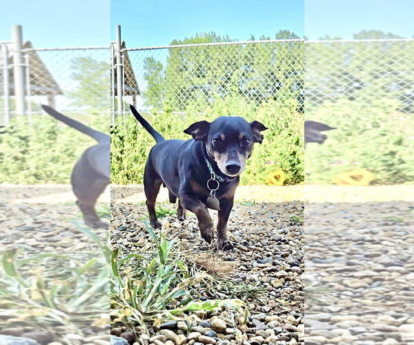 Medium Photo #1 Dachshund Puppy For Sale in Estherville, IA, USA