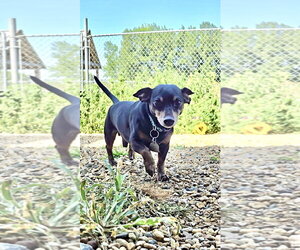 Dachshund Dogs for adoption in Estherville, IA, USA