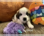 Small Photo #4 Saint Bernard Puppy For Sale in SAVANNAH, MO, USA