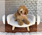 Small #7 Goldendoodle