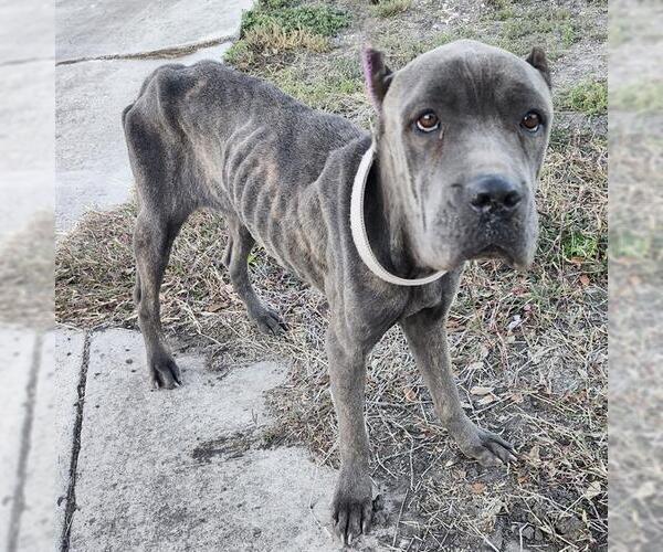 Medium Photo #1 Mutt Puppy For Sale in San Antonio, TX, USA